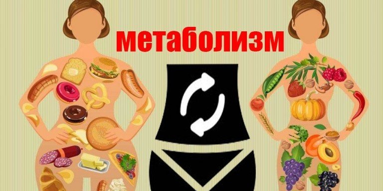 Что такое метаболизм